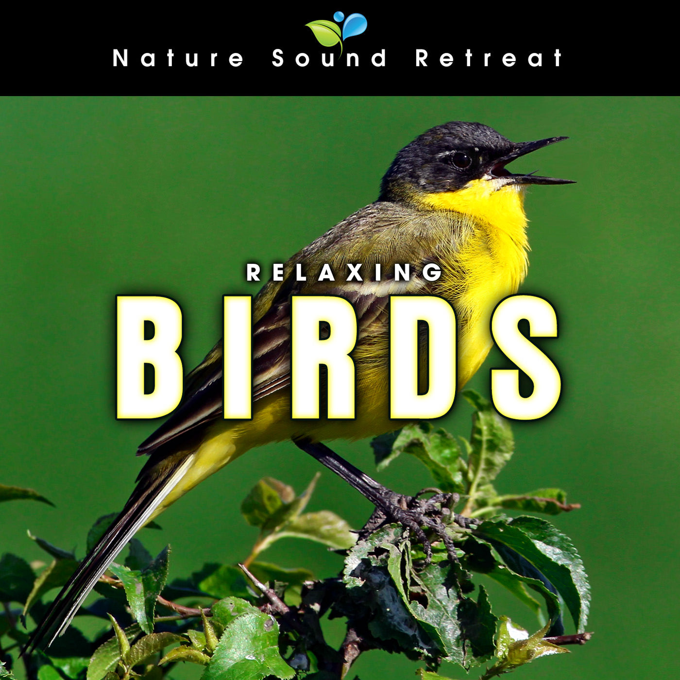 Relaxing Birds