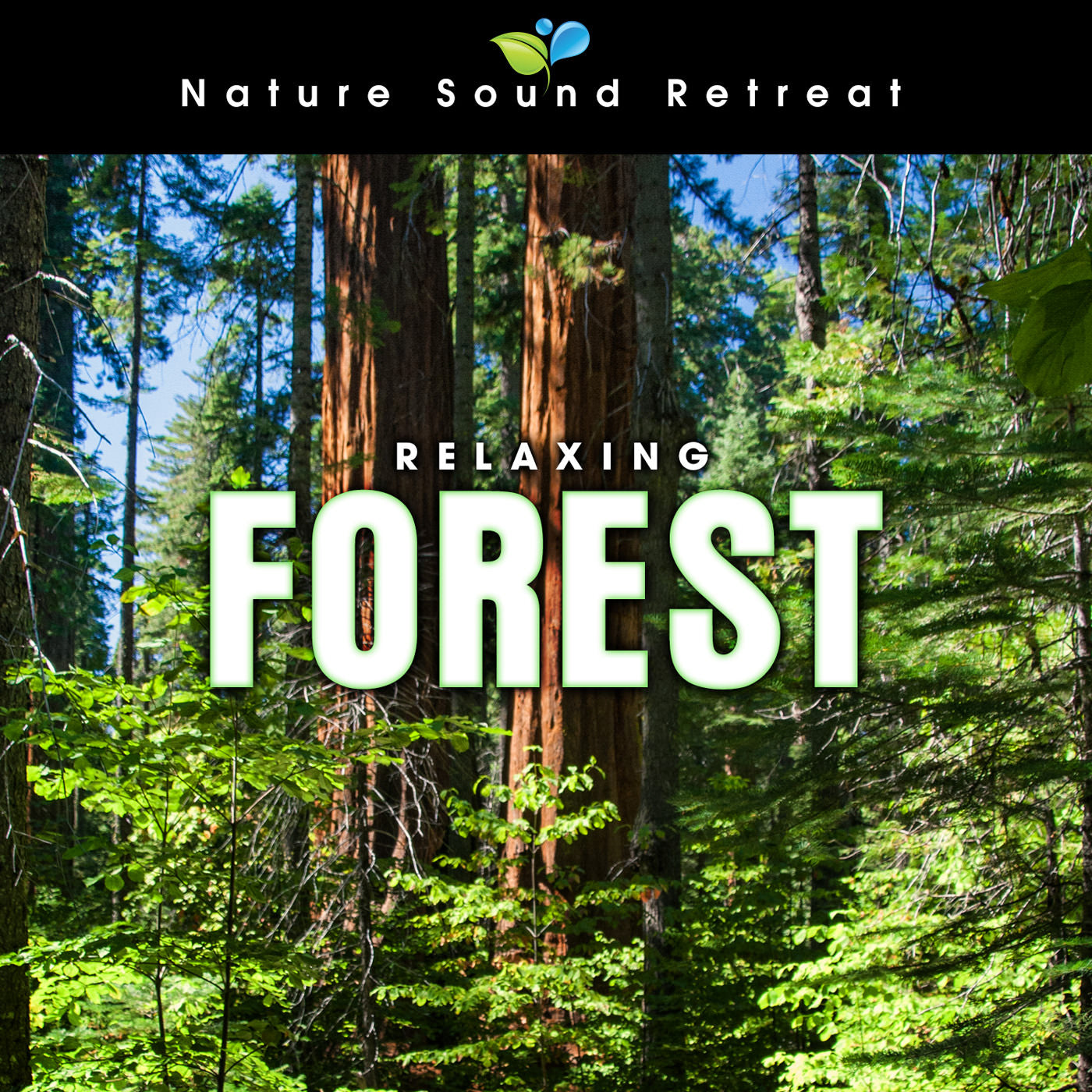 Relaxing Forest Meditation with Birds and Wind